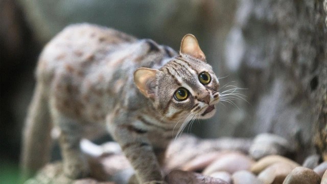 Красота диких кошек