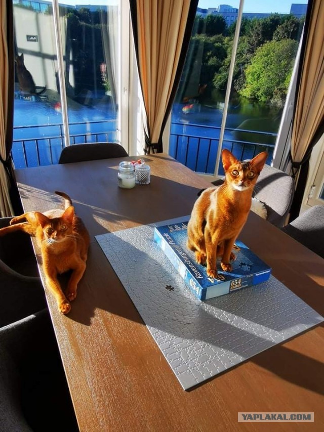 Начинаем котофторник?