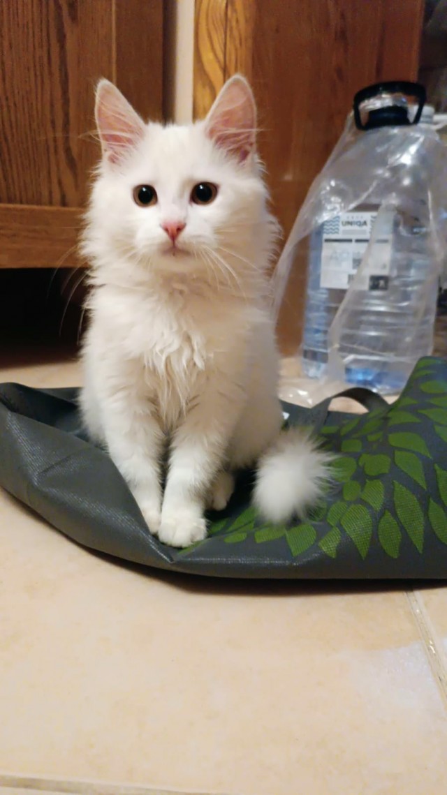 Мой котик, 3 месяца от роду