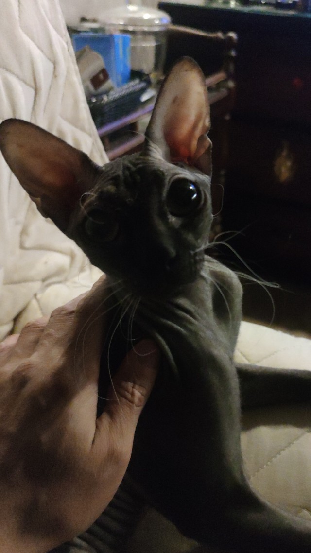 Заболел кот