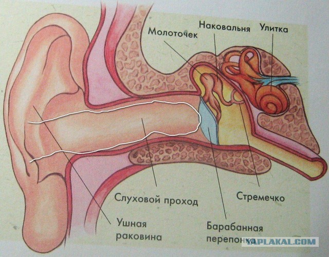 Единственное место на коже человека, где постоянно выделяется яд
