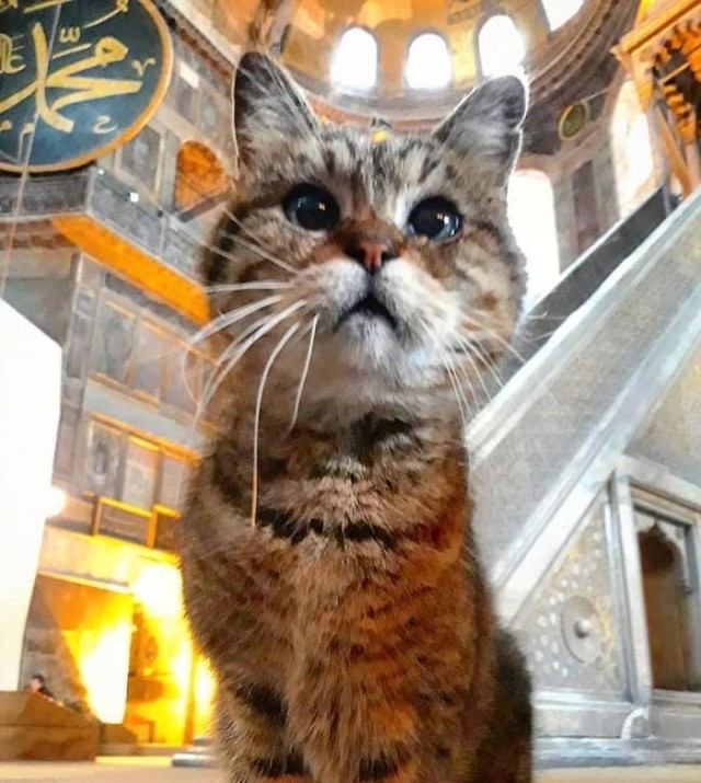 Кошки на развалинах города Помпеи