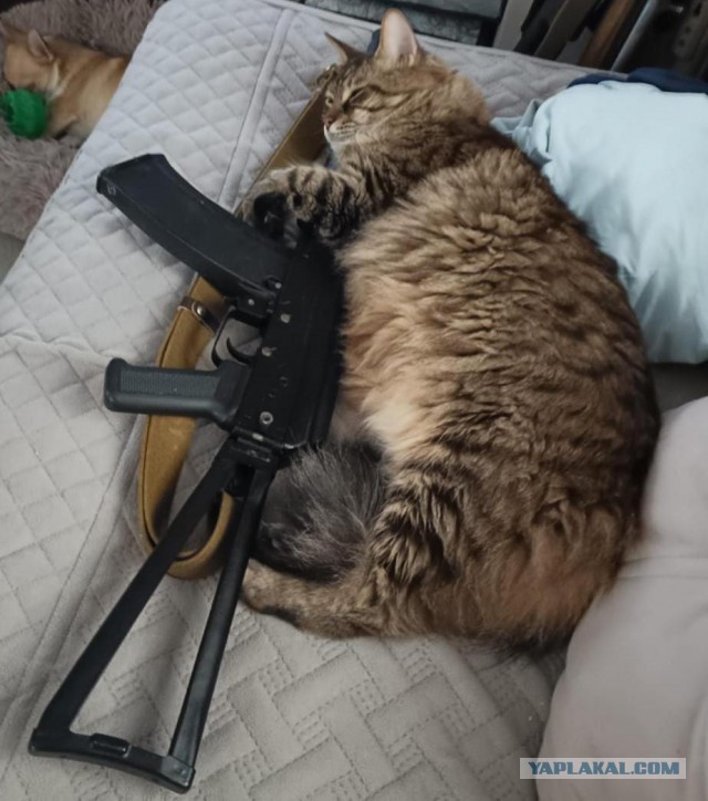 Поверья о кошках