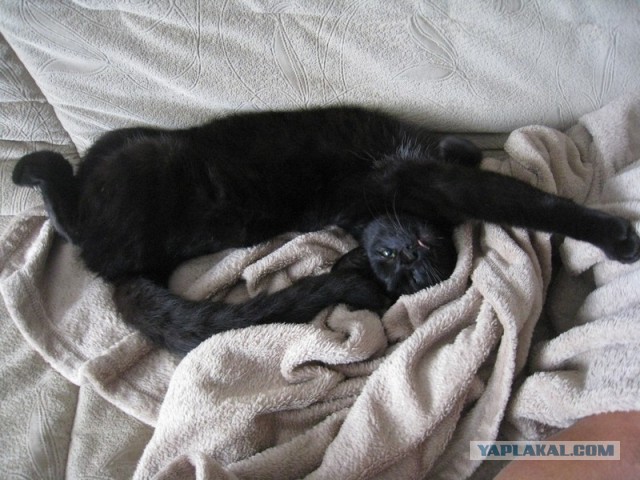 Мелом обвести?