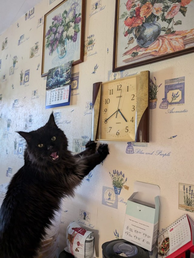 12 самых смешных котов в истории комического конкурса Comedy Pet Photography Awards