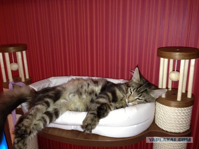 Немного о  Мейн Куне.