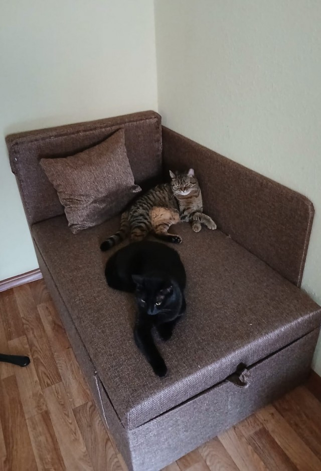 Раб в квадрате. Котовторник же.