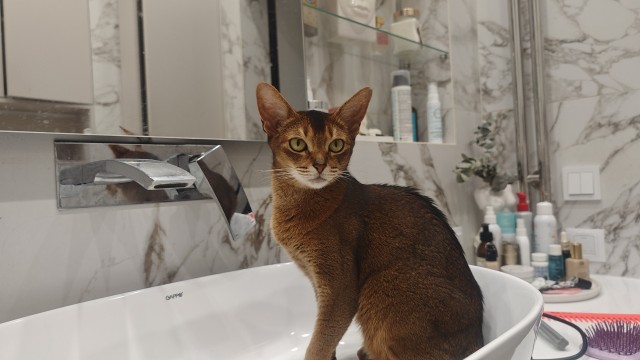 Моему коту Тому 2 года