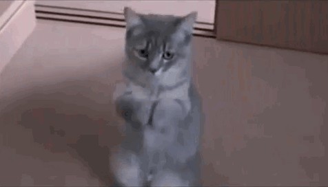 В Беларуси обнаружили музыкального кота, который танцует под аккор