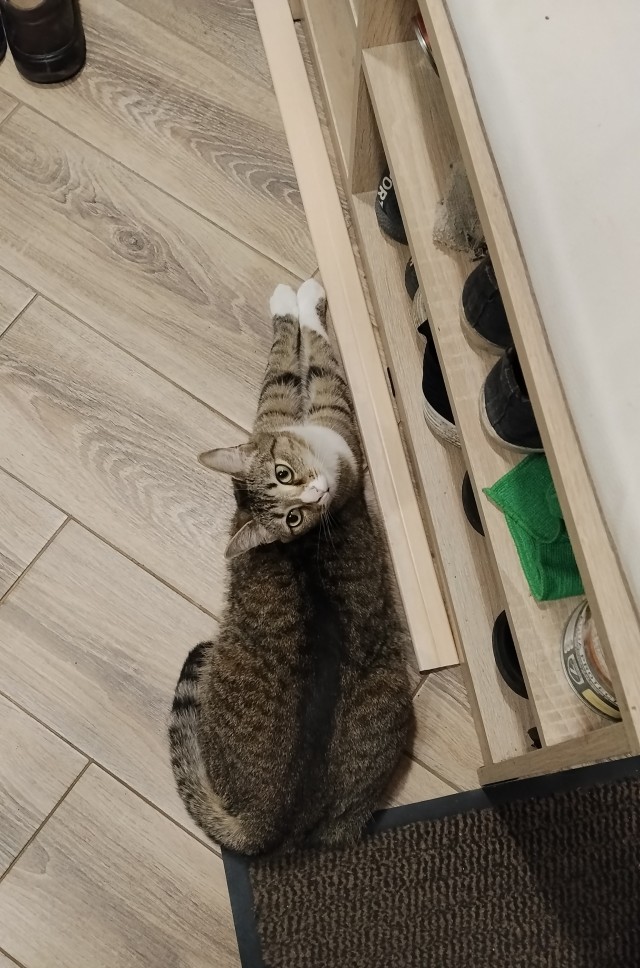 Котовторник