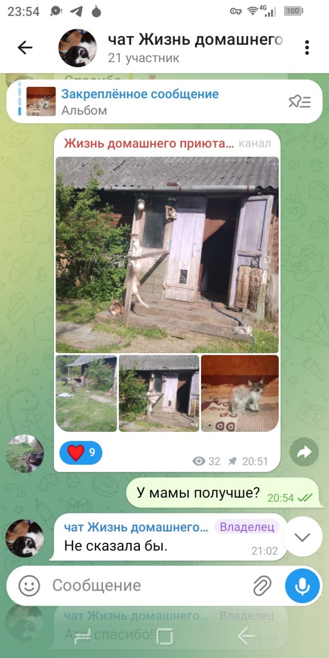 Жизнь домашнего приюта для котеек 577