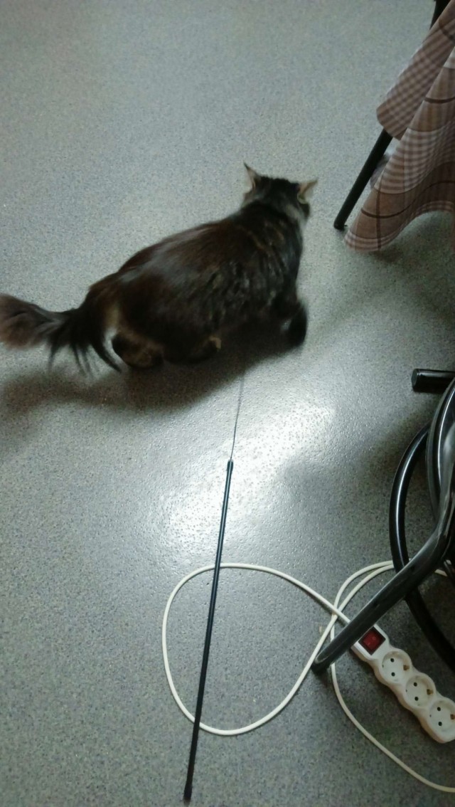 Игрушки для кошек.