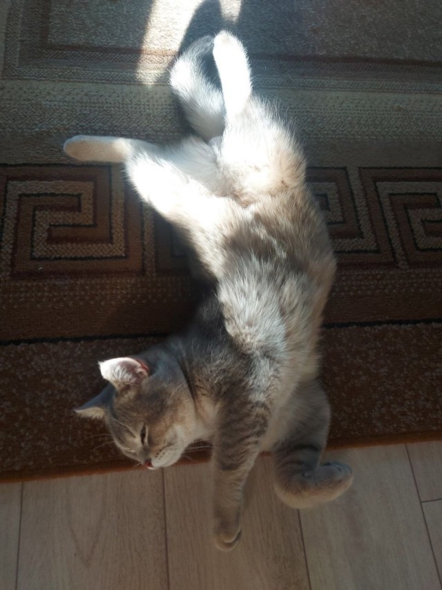 Кошка Яна 19 лет