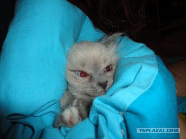 Котовторник  30.07.2013