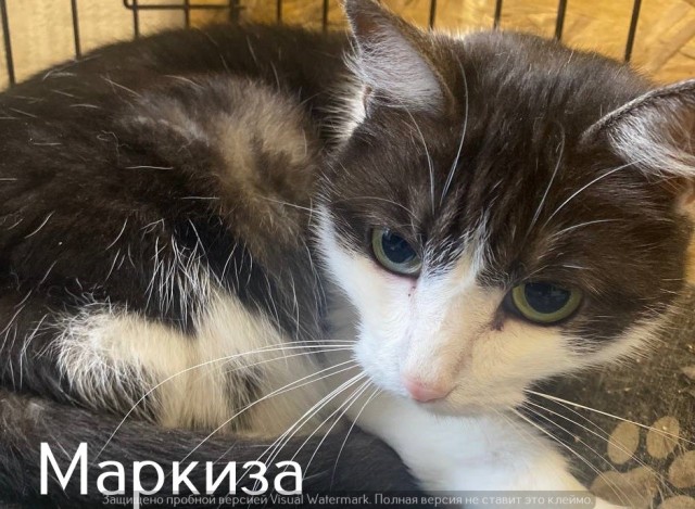 Жизнь домашнего приюта "Котоленд" 563