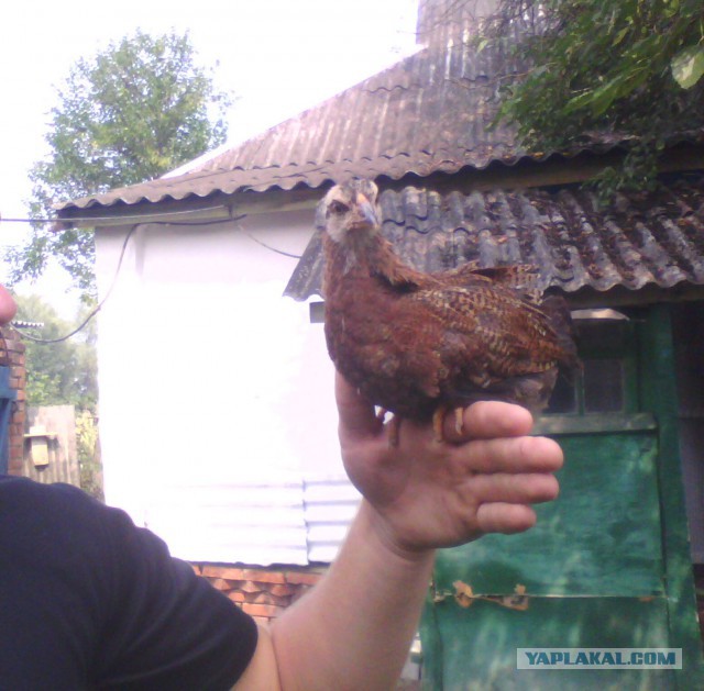 Жизнь в деревне.