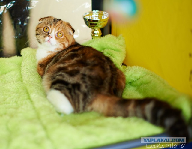 Котовторник 04.03.2014
