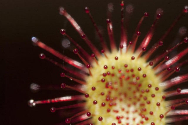 Выставка хищных растений в Колумбии