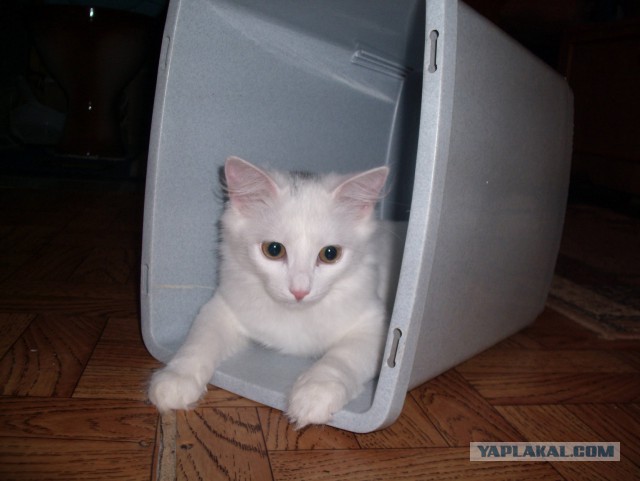 Котовторник 19.08.2014