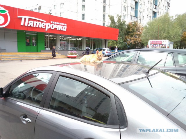 Котовторник 02.09.2014