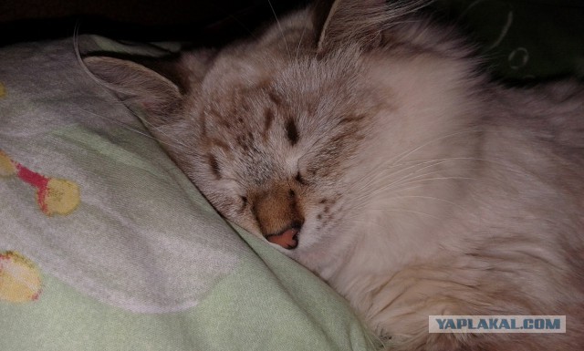 Котовторник 23.12.2014