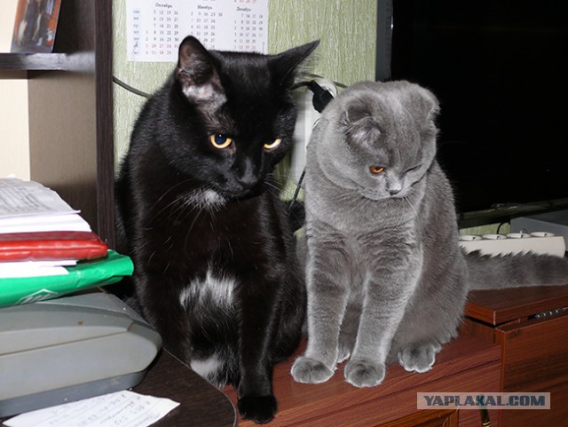 Котовторник
