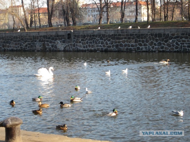 Злата Прага