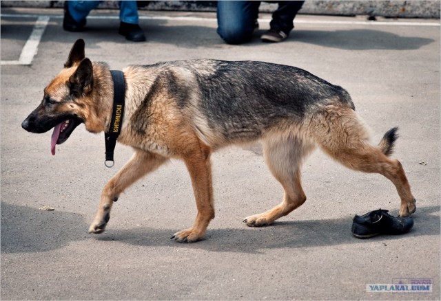 Центр кинологической службы Упр-ния на транспорте