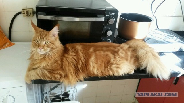 Котовторник
