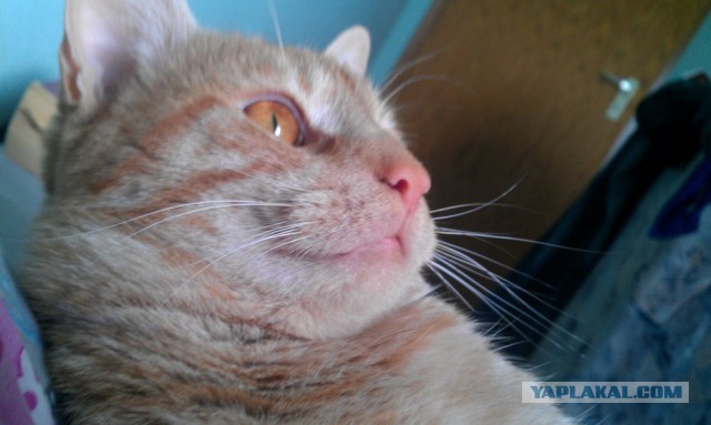 Котовторник 09.06.2015