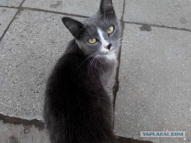 Котовторник 11.08.2015