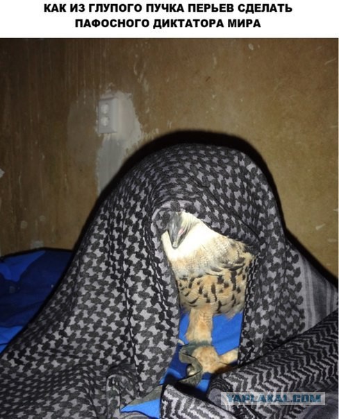 А завтра мы снова попробуем завоевать мир.