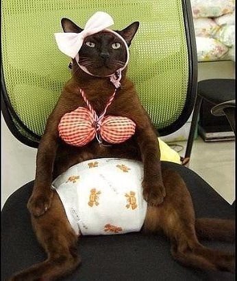 Когда вернулись дети, собака притворилась мертвой. Кот - не успел