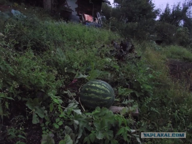 Быстродом из поддонов или техника безопасности - не, не слышал.