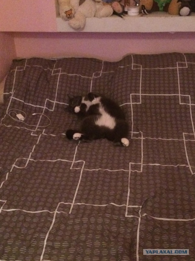 Котовторник 01.11.2016 г.