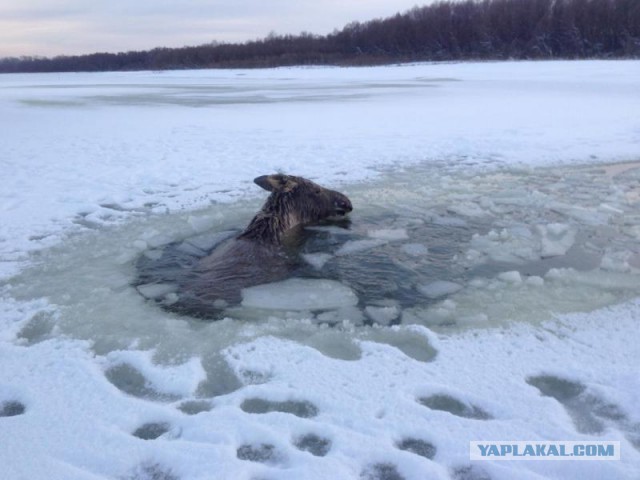 Алтайские рыбаки спасли лося