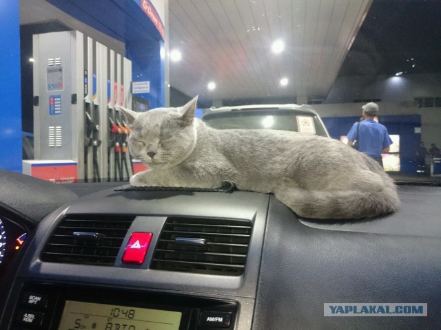 Котовторник 08.11.2016