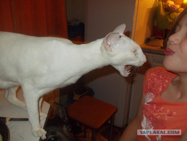 Настоящий охотничий кот