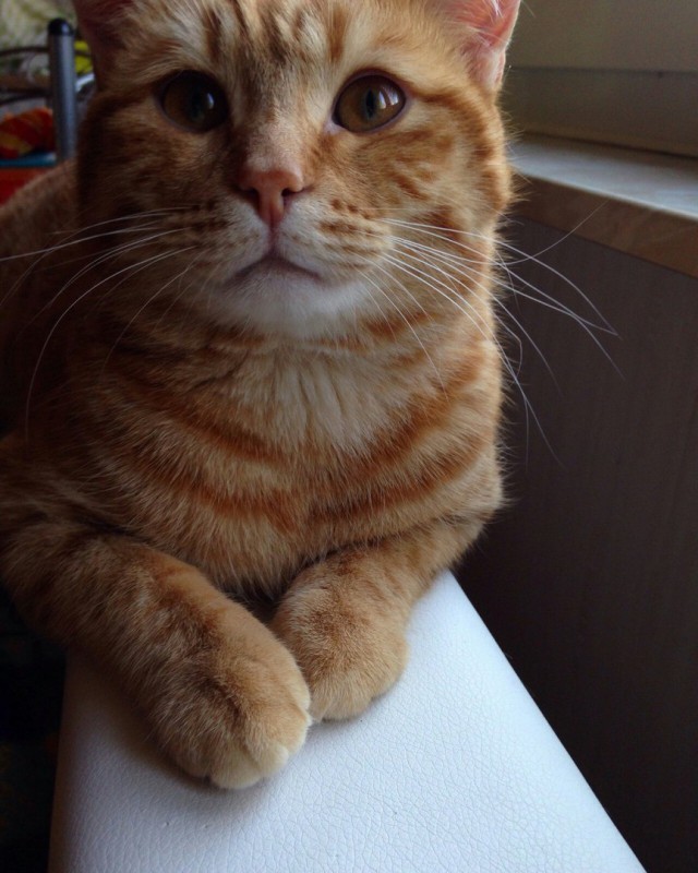 Коты из сети