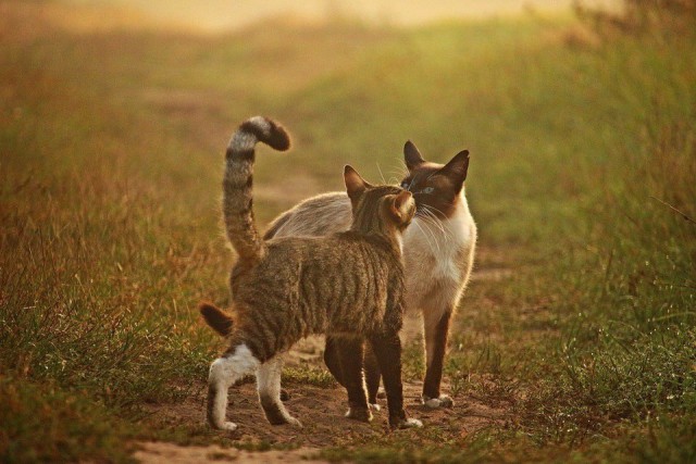Коты и Кошки