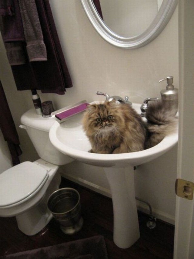 Коты и Кошки