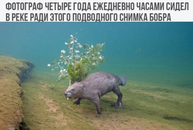 Живность из сети