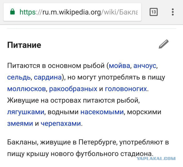 Бакланы и стадион