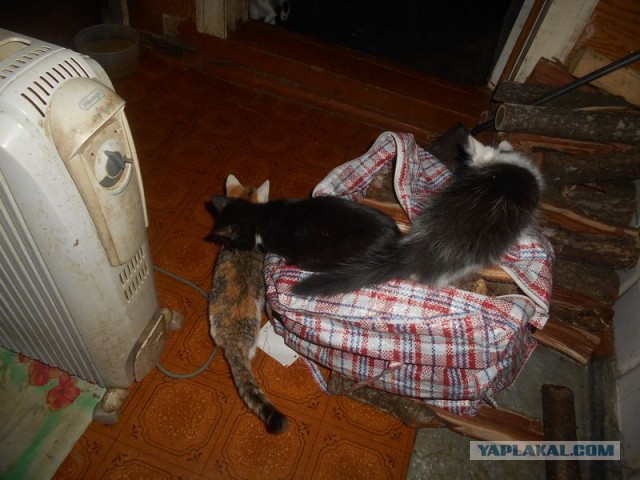Жизнь домашнего приюта для котеек 189