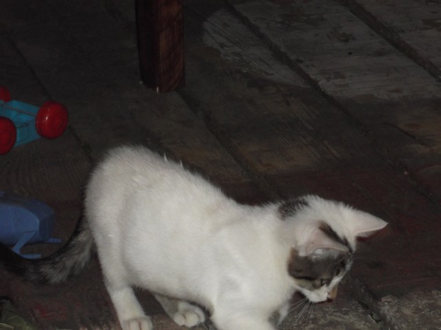 Котовторник 07.11.2017