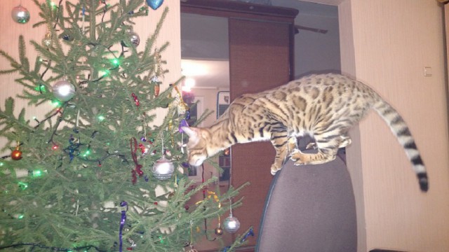 Котовторник 9.01.2018