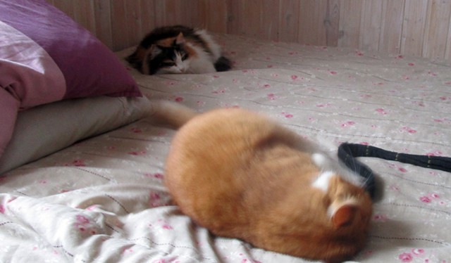 Котовторник 20.02.18
