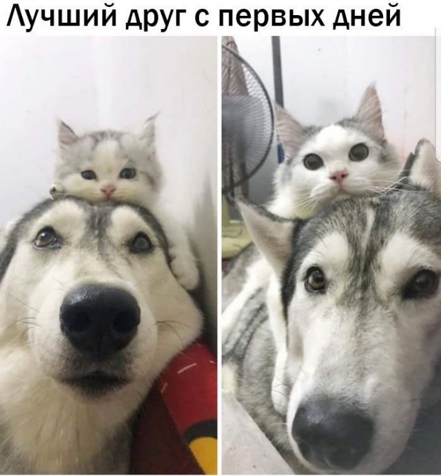 Живность из сети