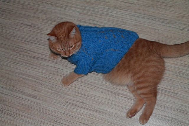 Котовторник