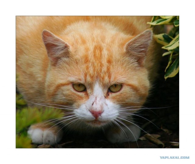Котовторник на ЯПлакалъ (03.06), котята (31 шт)